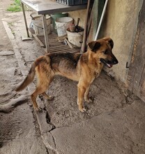 NYUNYU, Hund, Deutscher Schäferhund-Mix in Ungarn - Bild 5