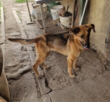 NYUNYU, Hund, Deutscher Schäferhund-Mix in Ungarn - Bild 6