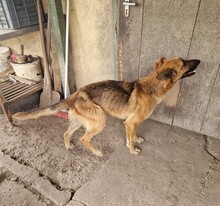 NYUNYU, Hund, Deutscher Schäferhund-Mix in Ungarn - Bild 7