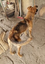 NYUNYU, Hund, Deutscher Schäferhund-Mix in Ungarn - Bild 9