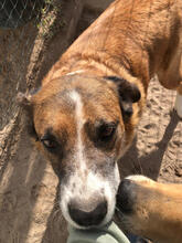 LIAM, Hund, Mischlingshund in Portugal - Bild 2