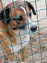 LIAM, Hund, Mischlingshund in Portugal - Bild 5