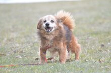 FALKO, Hund, Mischlingshund in Polen - Bild 1