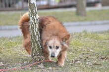 FALKO, Hund, Mischlingshund in Polen - Bild 2