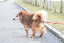 FALKO, Hund, Mischlingshund in Polen - Bild 4