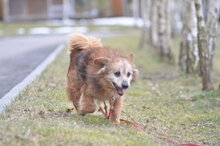 FALKO, Hund, Mischlingshund in Polen - Bild 5