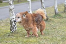 FALKO, Hund, Mischlingshund in Polen - Bild 6