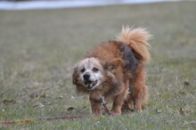 FALKO, Hund, Mischlingshund in Polen - Bild 7