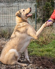 ROMEO, Hund, Mischlingshund in Rumänien - Bild 11