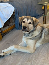 ROMEO, Hund, Mischlingshund in Rumänien - Bild 2