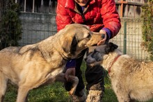 ROMEO, Hund, Mischlingshund in Rumänien - Bild 23