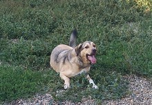 ROMEO, Hund, Mischlingshund in Rumänien - Bild 24