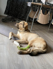 ROMEO, Hund, Mischlingshund in Rumänien - Bild 9