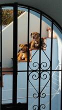 AURORABRAVO, Hund, Mischlingshund in Spanien - Bild 3
