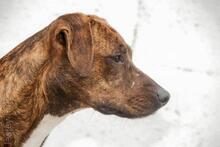 AURORABRAVO, Hund, Mischlingshund in Spanien - Bild 5