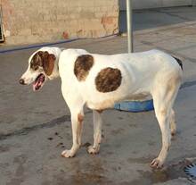 BOLLE, Hund, Mischlingshund in Spanien - Bild 4