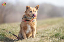 ZIPPY, Hund, Mischlingshund in Slowakische Republik - Bild 1