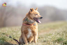 ZIPPY, Hund, Mischlingshund in Slowakische Republik - Bild 10