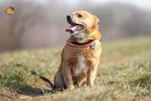 ZIPPY, Hund, Mischlingshund in Slowakische Republik - Bild 11