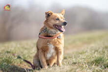 ZIPPY, Hund, Mischlingshund in Slowakische Republik - Bild 15