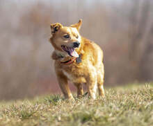 ZIPPY, Hund, Mischlingshund in Slowakische Republik - Bild 16