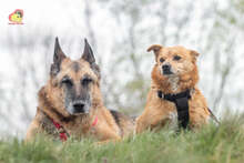 ZIPPY, Hund, Mischlingshund in Slowakische Republik - Bild 17