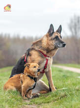 ZIPPY, Hund, Mischlingshund in Slowakische Republik - Bild 19