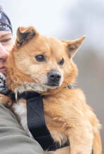 ZIPPY, Hund, Mischlingshund in Slowakische Republik - Bild 2