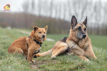 ZIPPY, Hund, Mischlingshund in Slowakische Republik - Bild 20