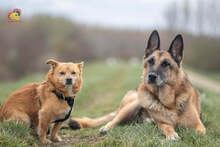 ZIPPY, Hund, Mischlingshund in Slowakische Republik - Bild 21