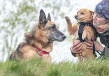 ZIPPY, Hund, Mischlingshund in Slowakische Republik - Bild 22