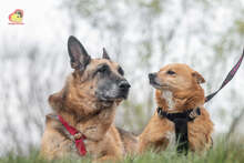 ZIPPY, Hund, Mischlingshund in Slowakische Republik - Bild 24