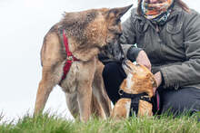 ZIPPY, Hund, Mischlingshund in Slowakische Republik - Bild 26