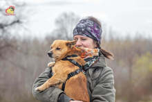 ZIPPY, Hund, Mischlingshund in Slowakische Republik - Bild 27