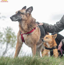 ZIPPY, Hund, Mischlingshund in Slowakische Republik - Bild 28