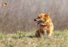 ZIPPY, Hund, Mischlingshund in Slowakische Republik - Bild 4