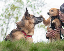 ZIPPY, Hund, Mischlingshund in Slowakische Republik - Bild 5