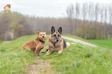 ZIPPY, Hund, Mischlingshund in Slowakische Republik - Bild 6