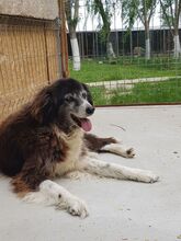 JOE, Hund, Mischlingshund in Rumänien - Bild 2