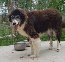 JOE, Hund, Mischlingshund in Rumänien - Bild 5