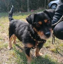 MONSIEURMILLI, Hund, Terrier-Mix in Gerhardshofen - Bild 6