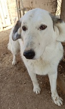XIONOULA, Hund, Mischlingshund in Griechenland - Bild 2