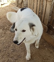 XIONOULA, Hund, Mischlingshund in Griechenland - Bild 3