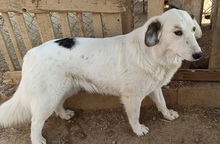 XIONOULA, Hund, Mischlingshund in Griechenland - Bild 4