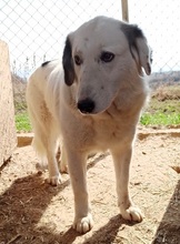 XIONOULA, Hund, Mischlingshund in Griechenland - Bild 6