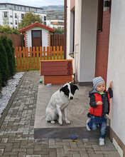 TOTO, Hund, Mischlingshund in Rumänien - Bild 13