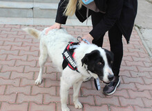 TOTO, Hund, Mischlingshund in Rumänien - Bild 14