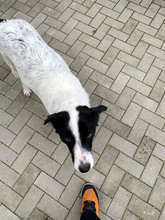 TOTO, Hund, Mischlingshund in Rumänien - Bild 17