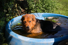 MILO, Hund, Mischlingshund in Kroatien - Bild 2