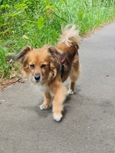CHIQUI, Hund, Mischlingshund in Remscheid
